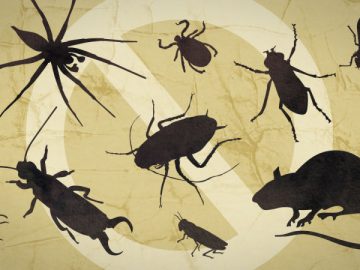 Tips for Keeping Pests Out of Your House