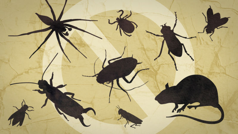 Tips for Keeping Pests Out of Your House