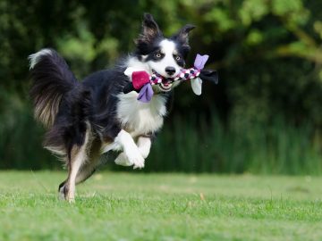 Making Your Garden More Pet Friendly