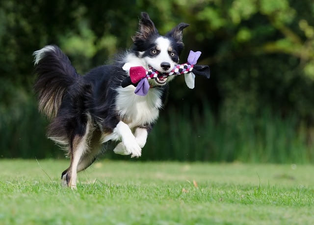 Making Your Garden More Pet Friendly